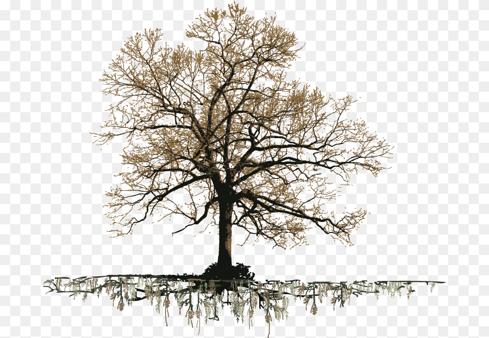 Grand Old Oak Tree Silhouettes Of Oak Tree, Plant, Tree Trunk, Ice, Nature Free Png