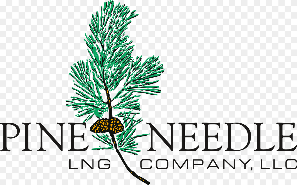 Grand River Aseptic Manufacturing, Conifer, Pine, Plant, Tree Png