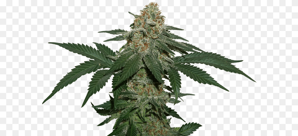 Grandaddy Confidential Kush By Seed Stockers White Widow, Plant, Hemp, Weed, Leaf Png