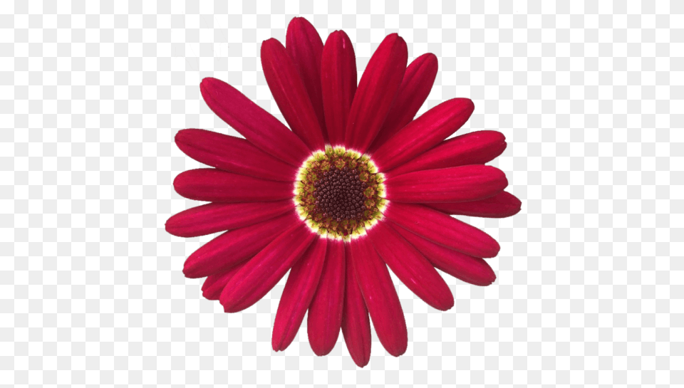 Grandaisy Gold Big Bright Bold Argyranthemums, Daisy, Flower, Plant, Petal Png