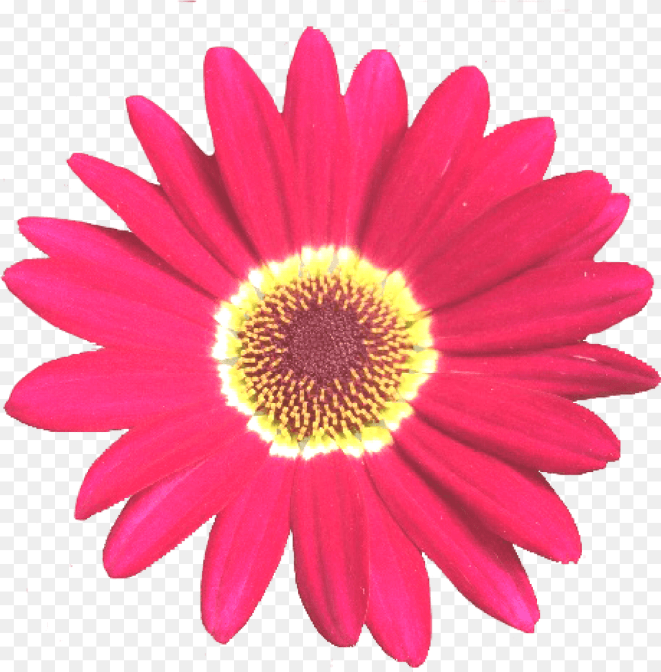 Grandaisy Red 6 Cm Daisy Flowers Early Blooming Argyranthemum Bp Scholarship, Flower, Petal, Plant, Dahlia Png