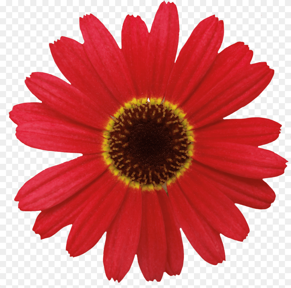 Grandaisy Red Orange Red Dasy Flowers, Daisy, Flower, Plant, Petal Free Transparent Png