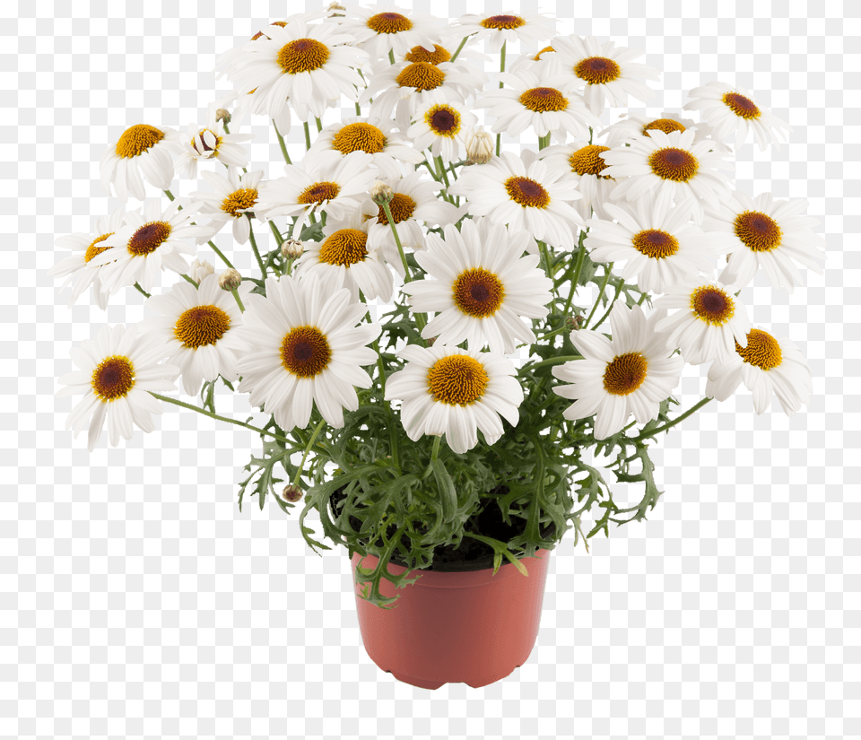 Grandaisy White Flowerpot, Daisy, Flower, Plant, Flower Arrangement Free Transparent Png