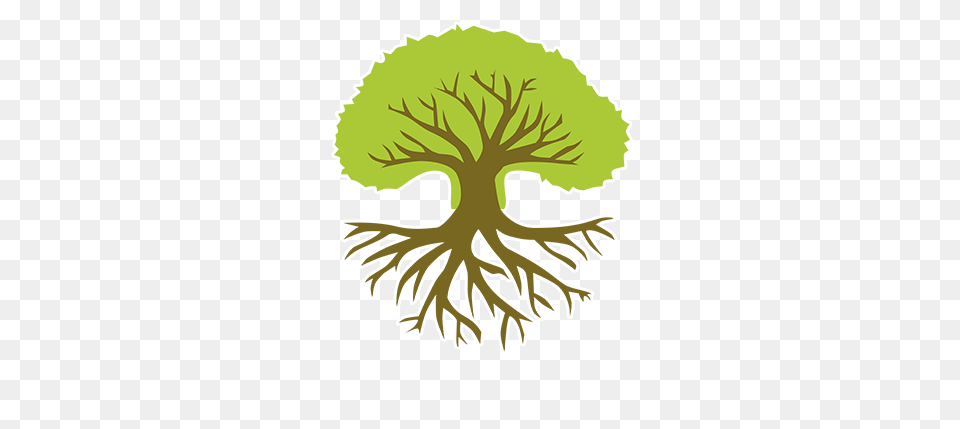 Granite Tree Service, Plant, Root, Vegetation, Herbal Free Transparent Png