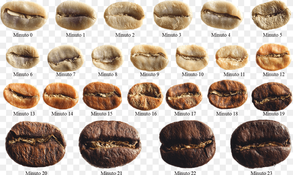 Granos De Cafe Coffee Roasting Stages, Bread, Food, Fungus, Plant Png Image