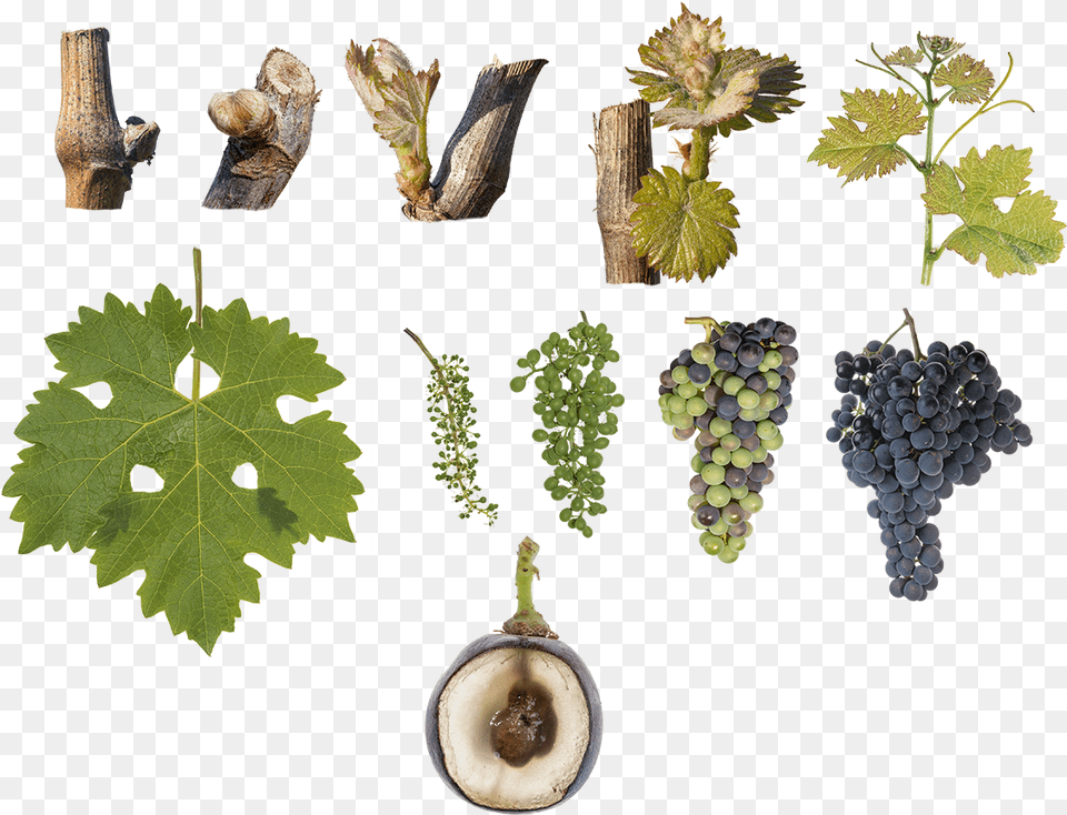 Grape, Leaf, Plant, Food, Fruit Free Png