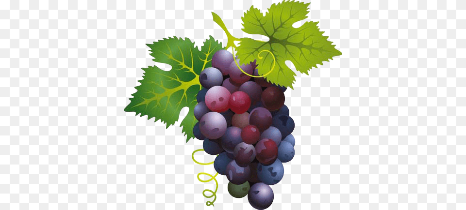 Grape, Food, Fruit, Grapes, Plant Png Image