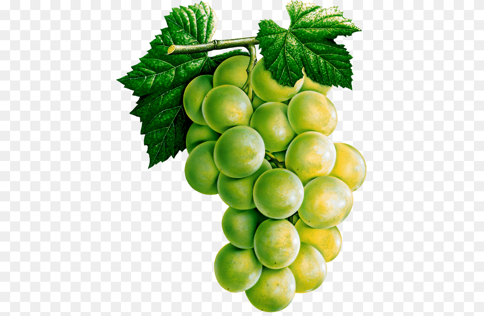 Grape, Food, Fruit, Grapes, Plant Png Image