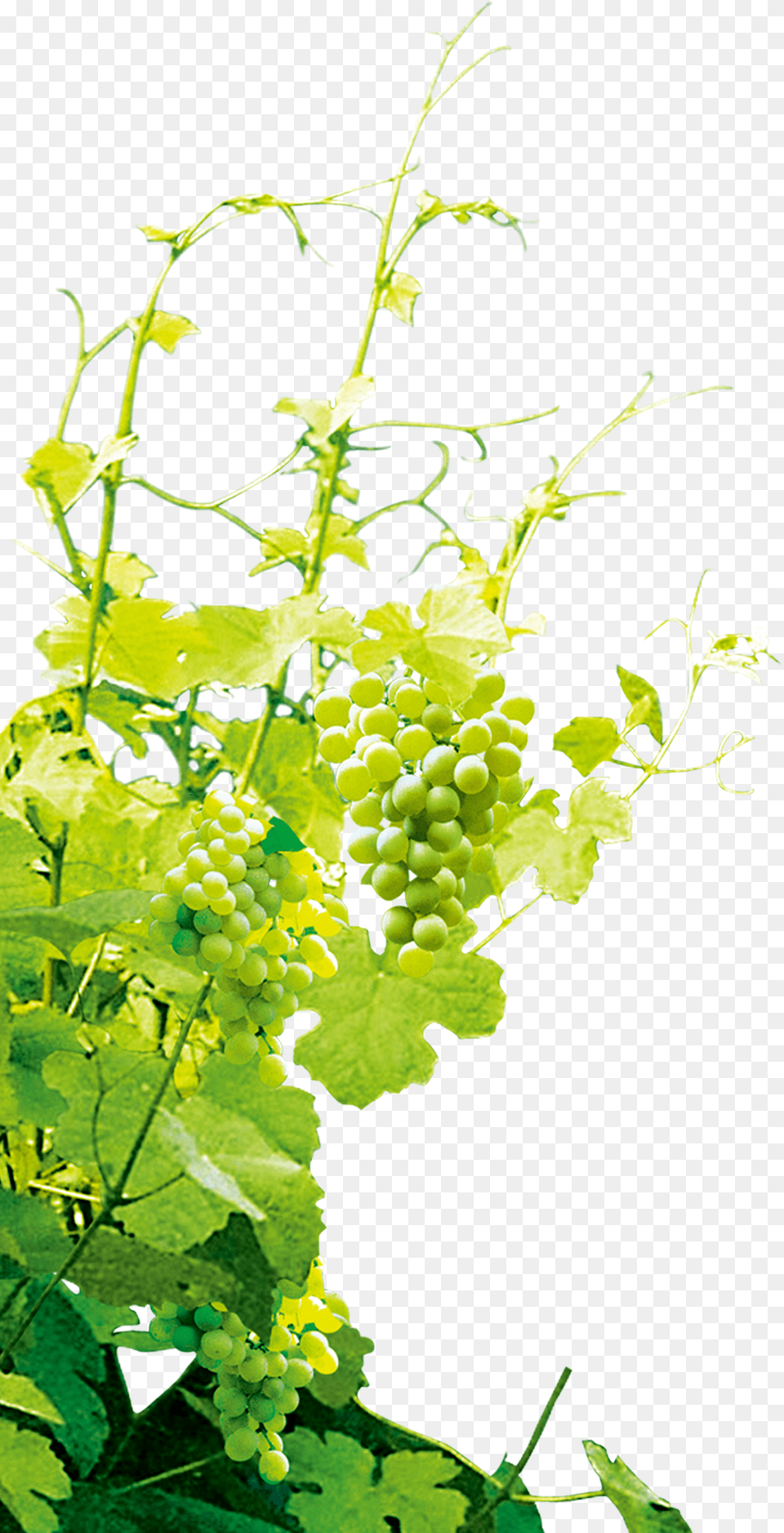 Grape, Food, Fruit, Grapes, Plant Png