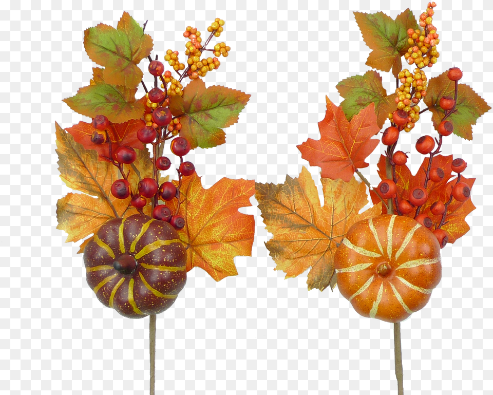 Grape, Leaf, Maple, Plant, Tree Free Png