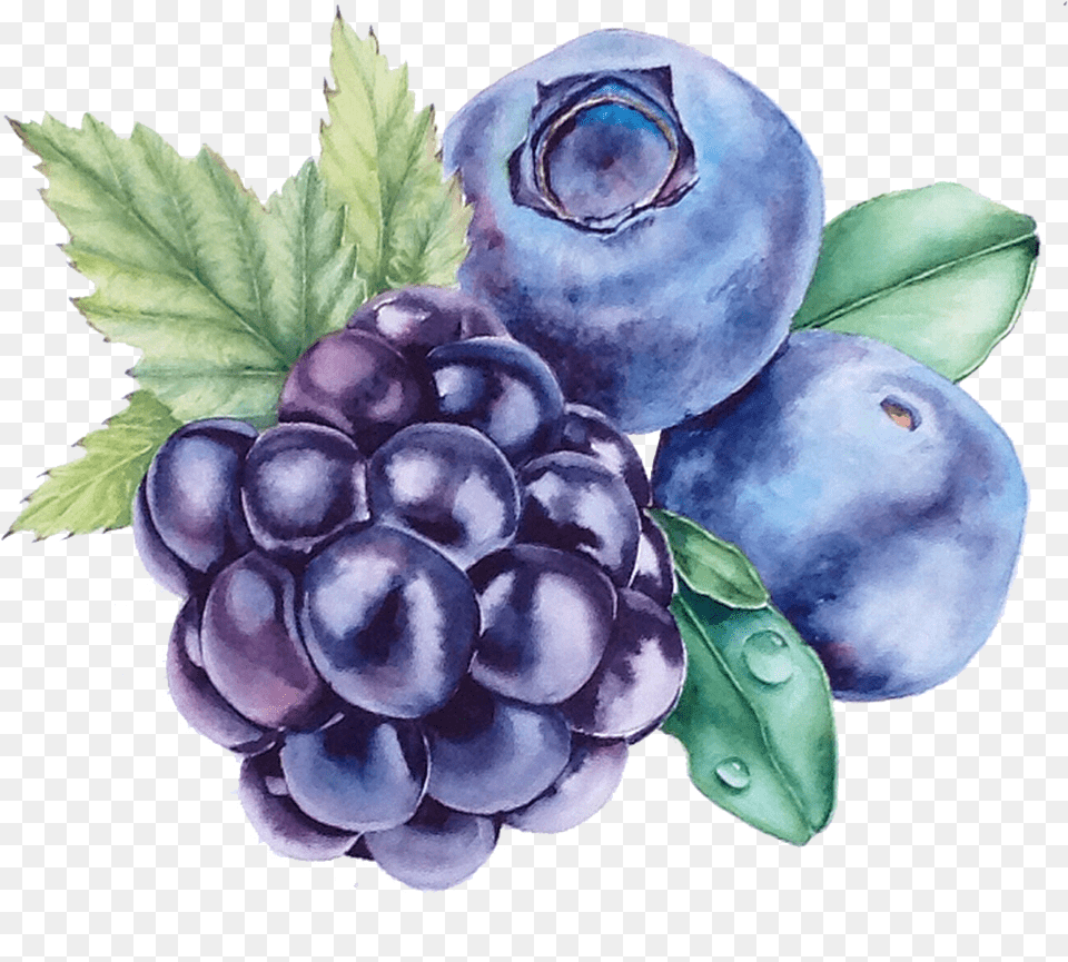 Grape Blueberry Watercolor Painting Bilberry Blueberry Painting, Berry, Plant, Produce, Fruit Free Png