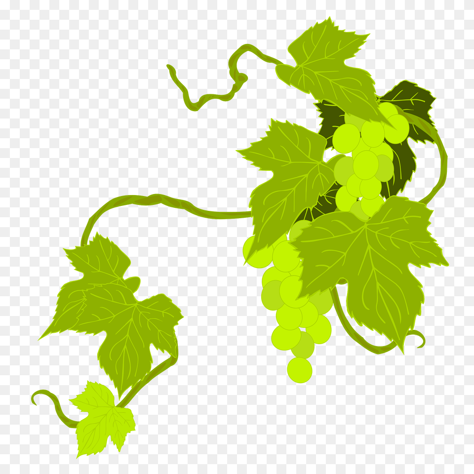 Grape Branch Clipart, Food, Fruit, Grapes, Plant Png Image
