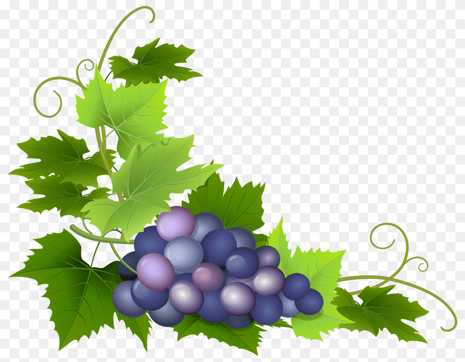 Grape Clip Art Free Png Download