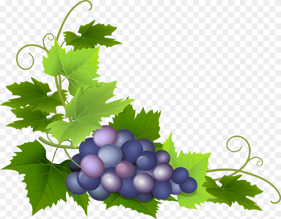 Grape Clipart Grape Leaf Download Png