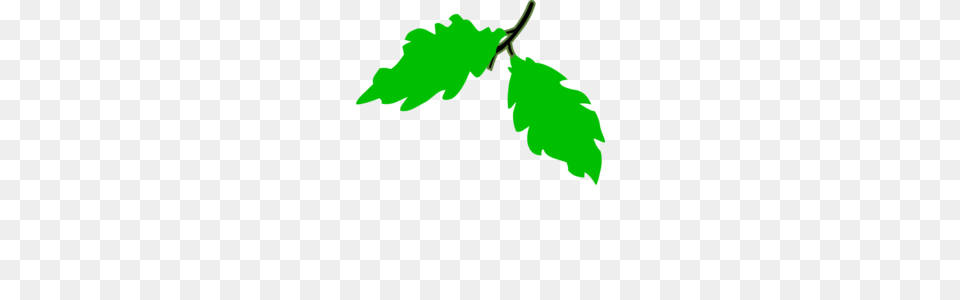 Grape Cluster Clip Art, Leaf, Oak, Plant, Sycamore Png Image