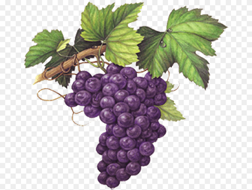 Grape Emoji Grape Watercolor Painting Grapes Colored Grapes Colored Pencil Drawing, Food, Fruit, Plant, Produce Free Transparent Png