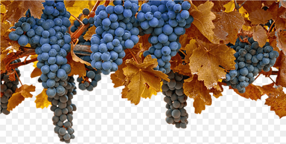 Grape Grapes Autumn, Food, Fruit, Plant, Produce Free Png