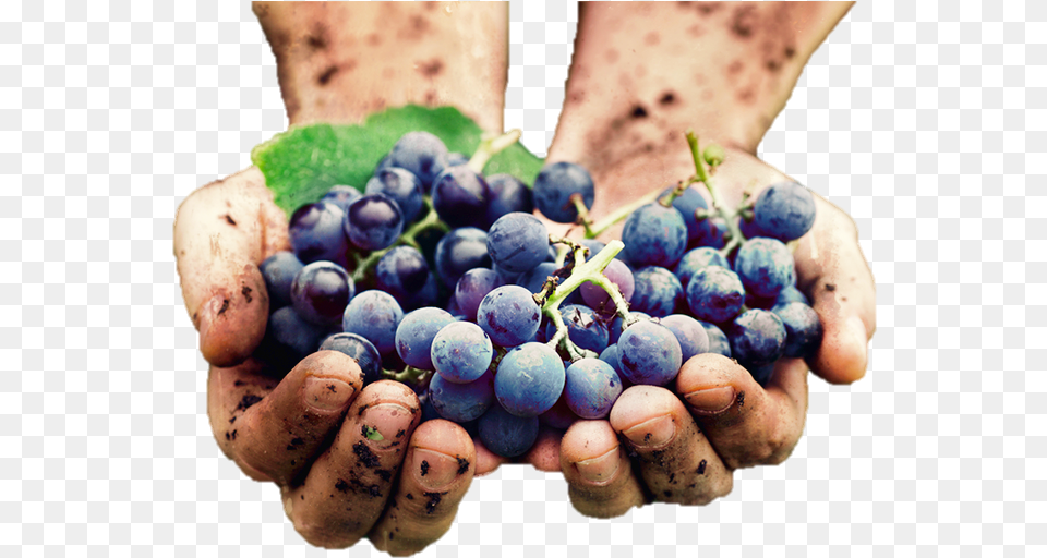 Grape Hands, Produce, Plant, Grapes, Fruit Free Png