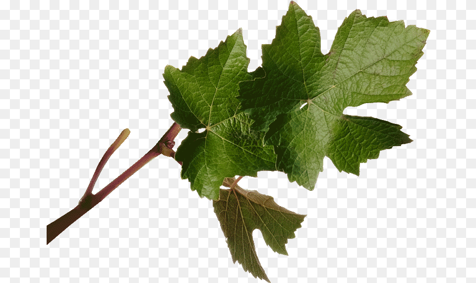 Grape Hd Download Download Maple Leaf, Plant, Tree Png Image