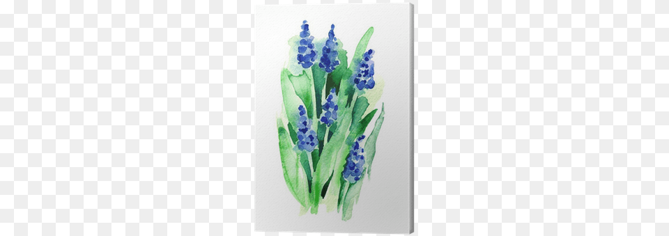 Grape Hyacinth, Flower, Plant, Flower Arrangement, Lavender Png