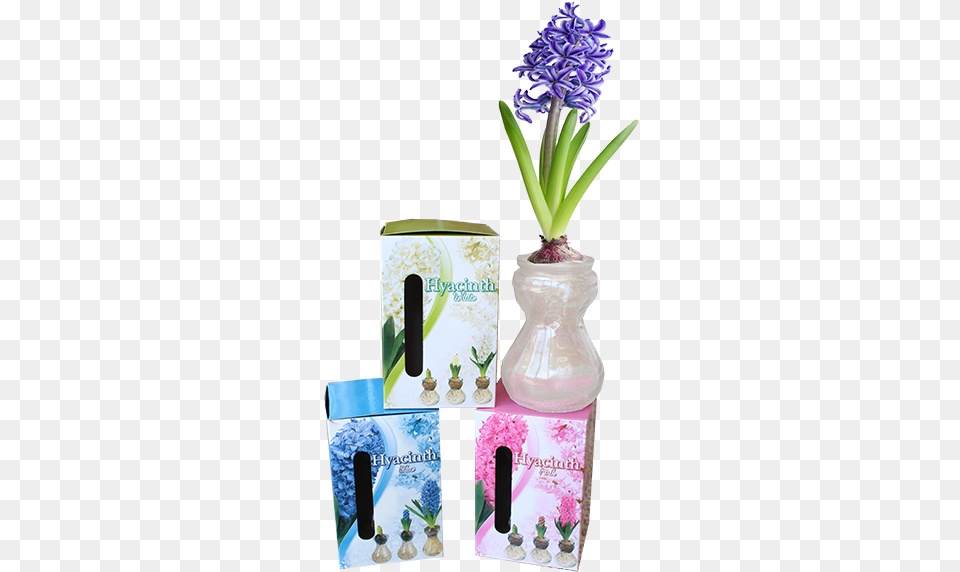 Grape Hyacinth, Flower, Jar, Plant, Pottery Free Transparent Png