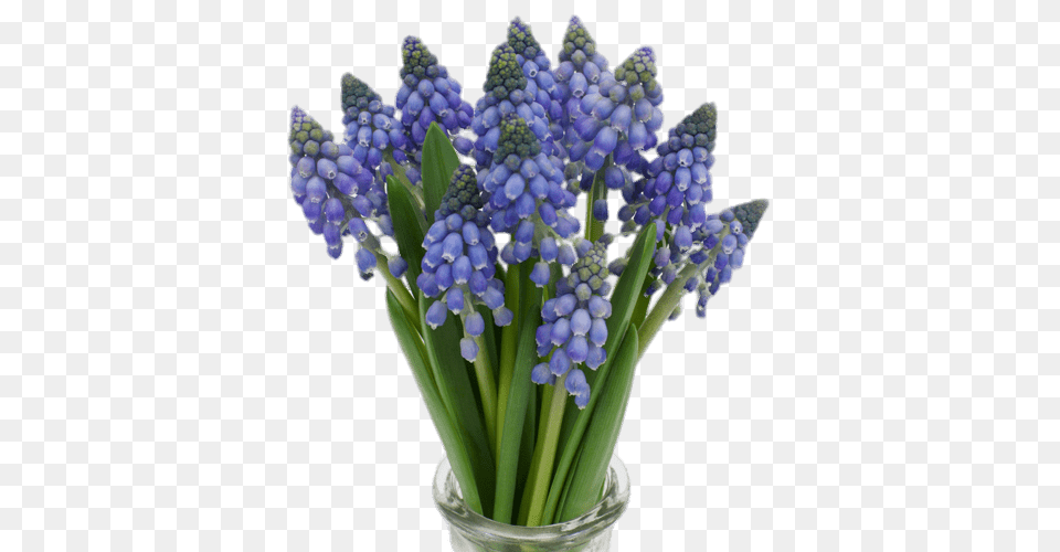 Grape Hyacinths, Flower, Lupin, Plant, Lavender Free Transparent Png