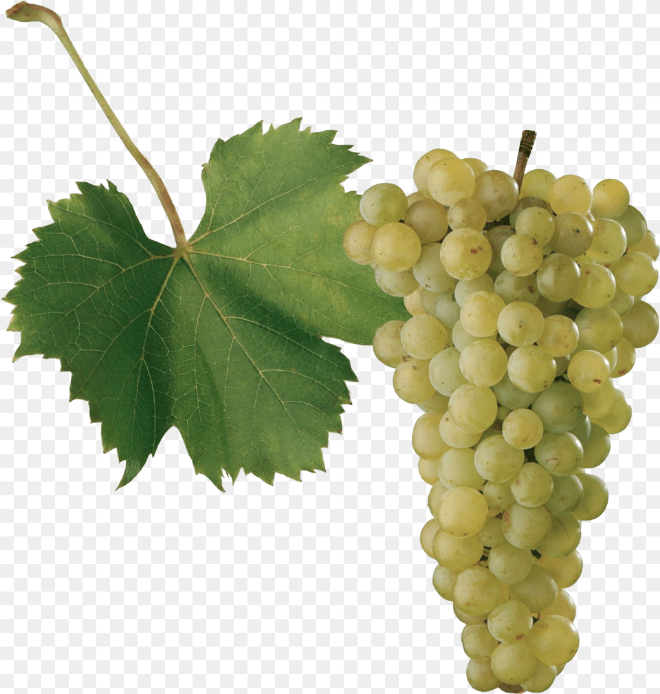 Grape Images Odrody Vinia, Food, Fruit, Grapes, Plant Free Png Download