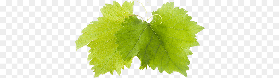 Grape Leaf, Plant, Tree, Oak, Sycamore Png