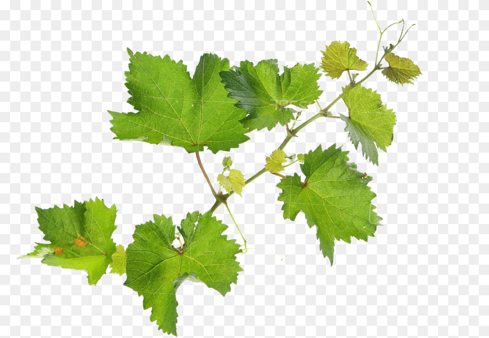 Grape Leaf, Oak, Plant, Sycamore, Tree Free Png Download