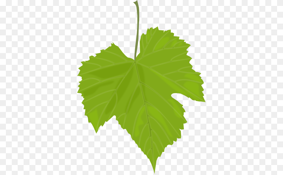 Grape Leaf Clip Art, Oak, Plant, Sycamore, Tree Png Image