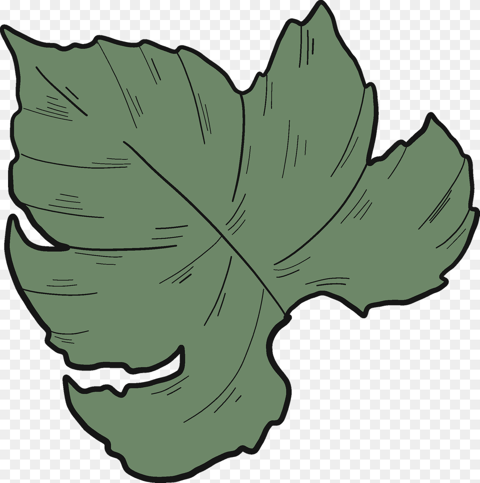 Grape Leaf Clipart, Plant, Tree, Oak, Sycamore Png