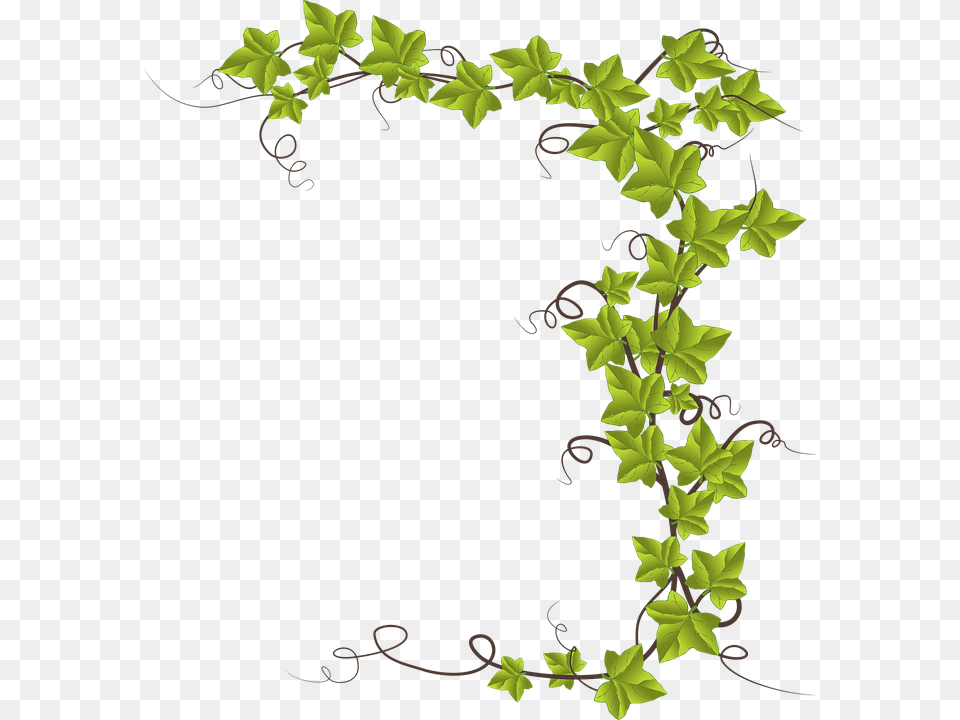Grape Leaf Cliparts 22 Buy Clip Art Cartoon Ivy Plant, Vine Png