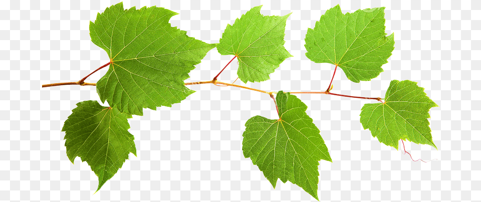 Grape Leaf Extract Grape Leaves, Oak, Plant, Sycamore, Tree Free Png Download