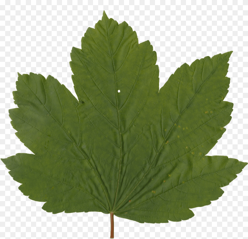 Grape Leaf Maple Leaf, Plant, Tree, Maple Leaf Png Image
