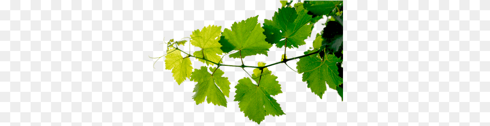 Grape Leaf Transparent U0026 Clipart Free Download Ywd Leaf On A Tree, Plant, Vine, Oak, Sycamore Png
