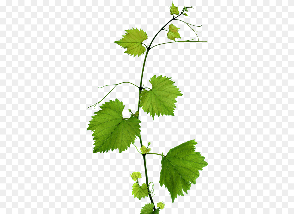 Grape Leaves Background, Leaf, Plant, Vine, Tree Free Png