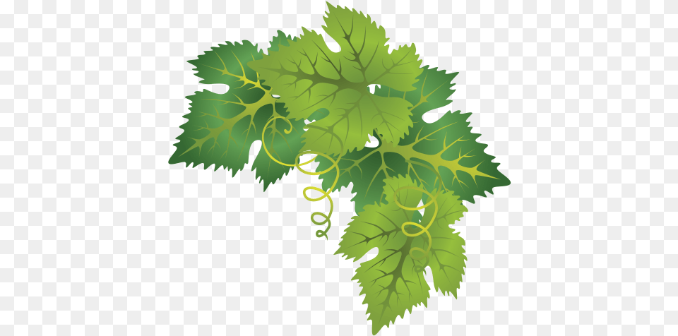 Grape Leaves Clipart Grapes Leaf, Plant, Vine, Herbal, Herbs Free Png