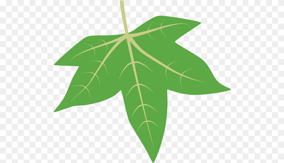 Grape Leaves Sweetgum Tree Leaf Id, Plant, Maple Leaf, Maple, Animal Free Png