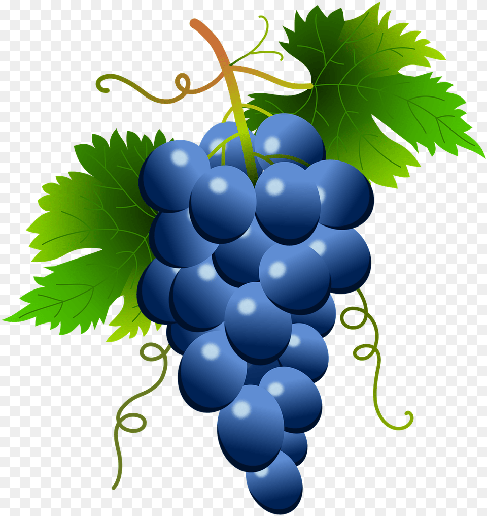 Grape Vector White Clipart Blue Grapes Clipart, Food, Fruit, Plant, Produce Png Image