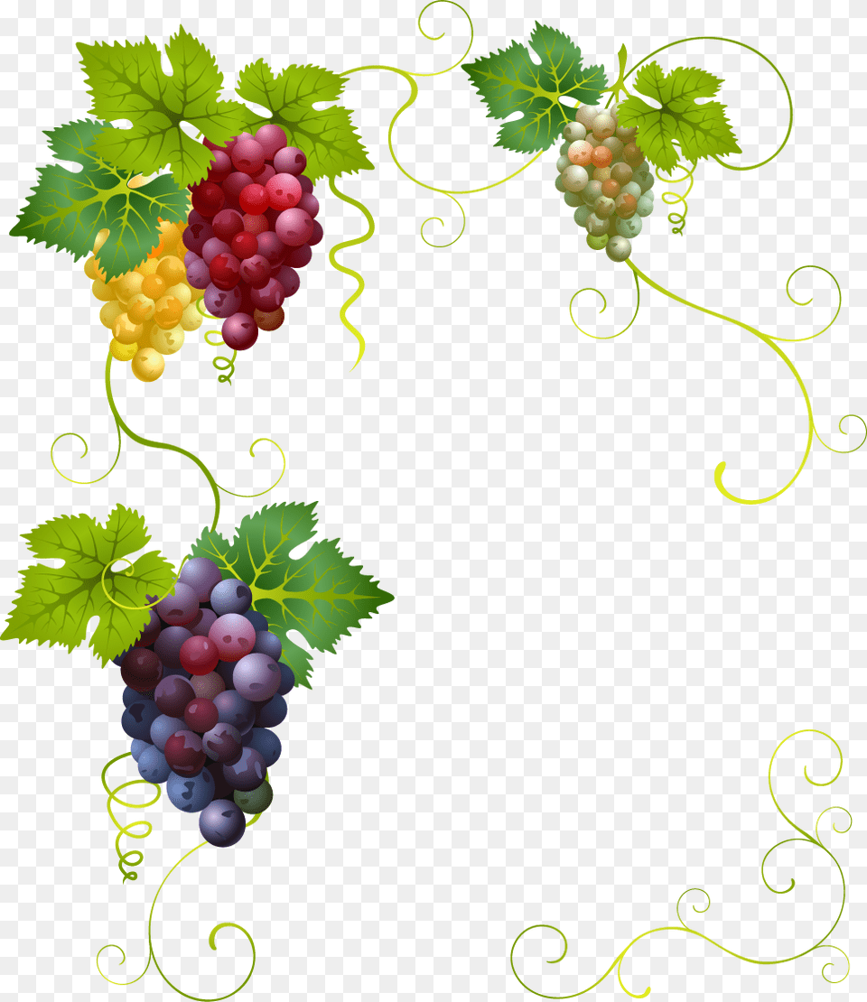 Grape Vine, Food, Fruit, Grapes, Plant Png