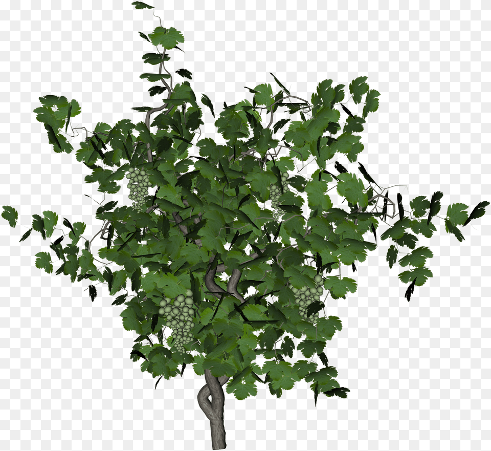 Grape Vine, Plant, Tree, Ivy, Food Png Image
