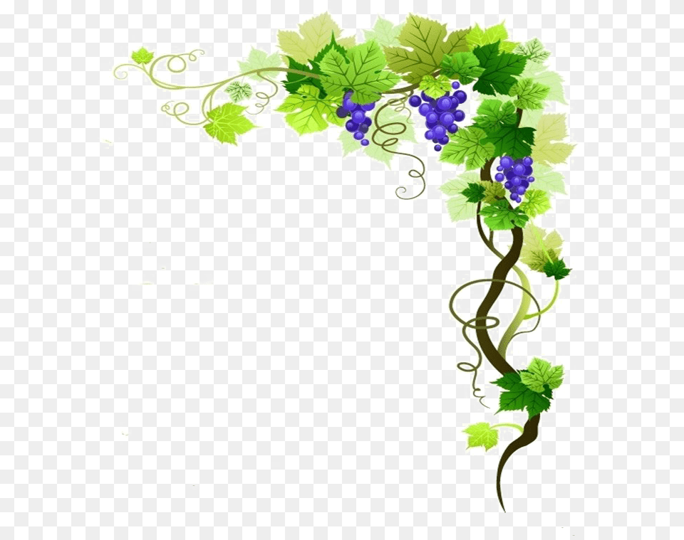 Grape Vine Border, Art, Plant, Pattern, Graphics Free Png Download