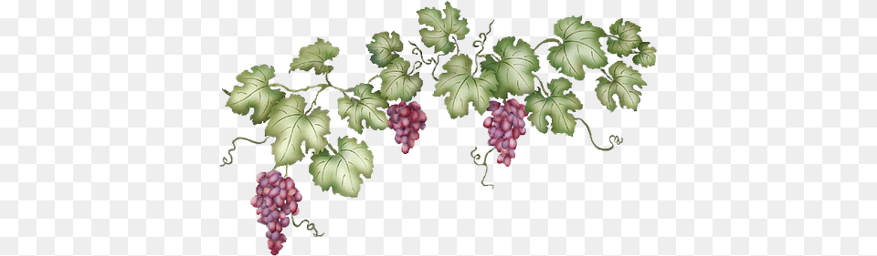 Grape Vine Grape Vine Transparent, Food, Fruit, Grapes, Plant Free Png Download