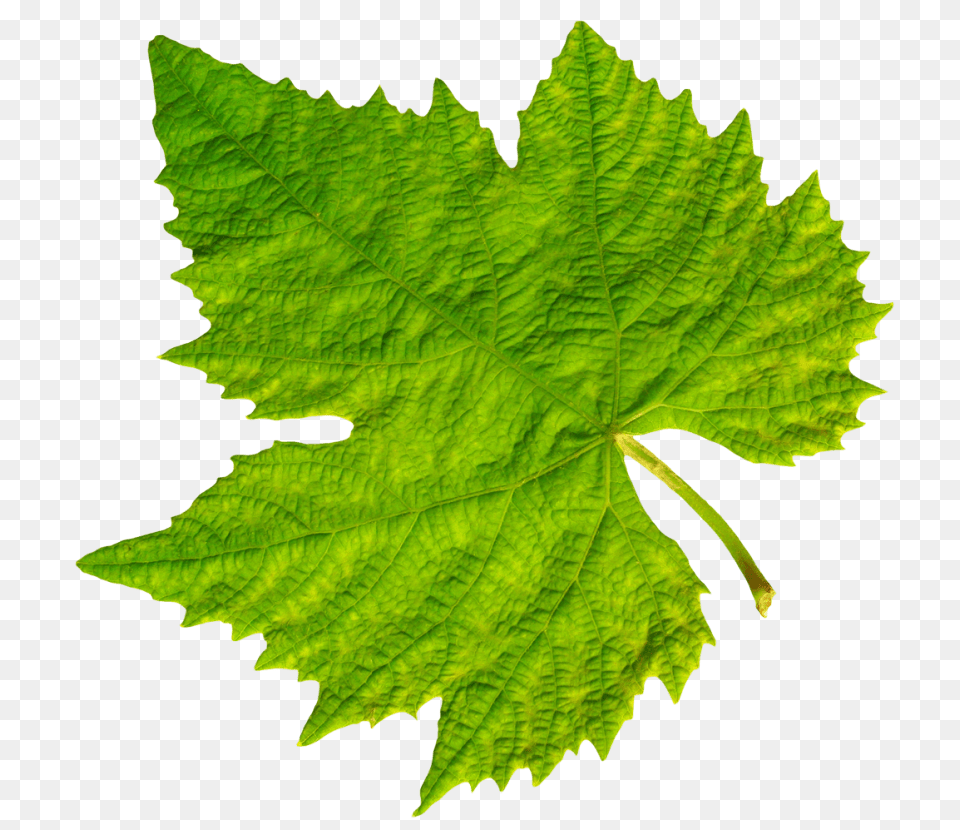 Grape Vine Leaf, Oak, Plant, Sycamore, Tree Free Png Download