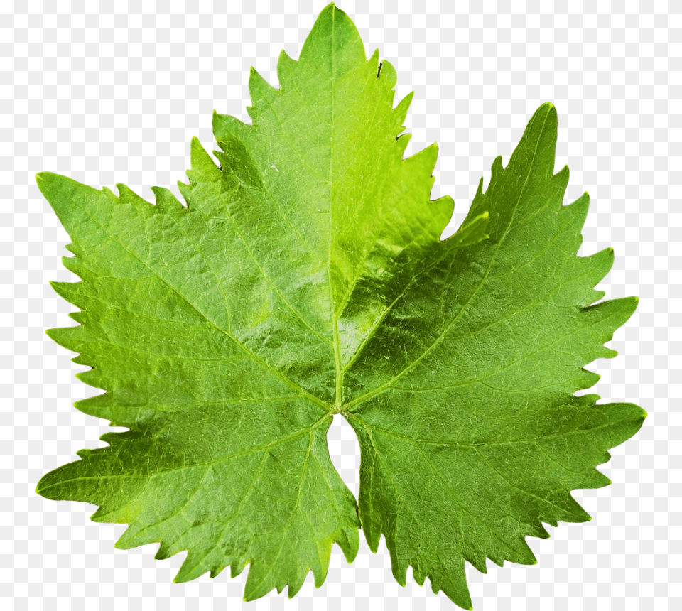 Grape Vine Leaf Image, Plant, Tree, Herbal, Herbs Free Transparent Png