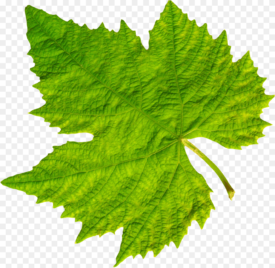 Grape Vine Leaf Background Leaf, Plant, Tree, Oak, Sycamore Png Image