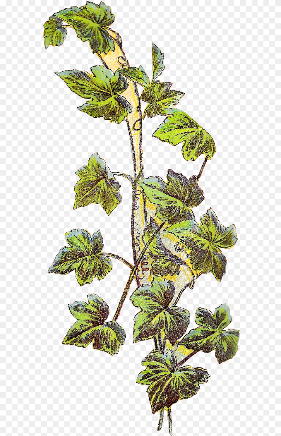 Grape Vine Plant Grape Vine Botanical Illustration, Leaf, Oak, Sycamore, Tree Png Image