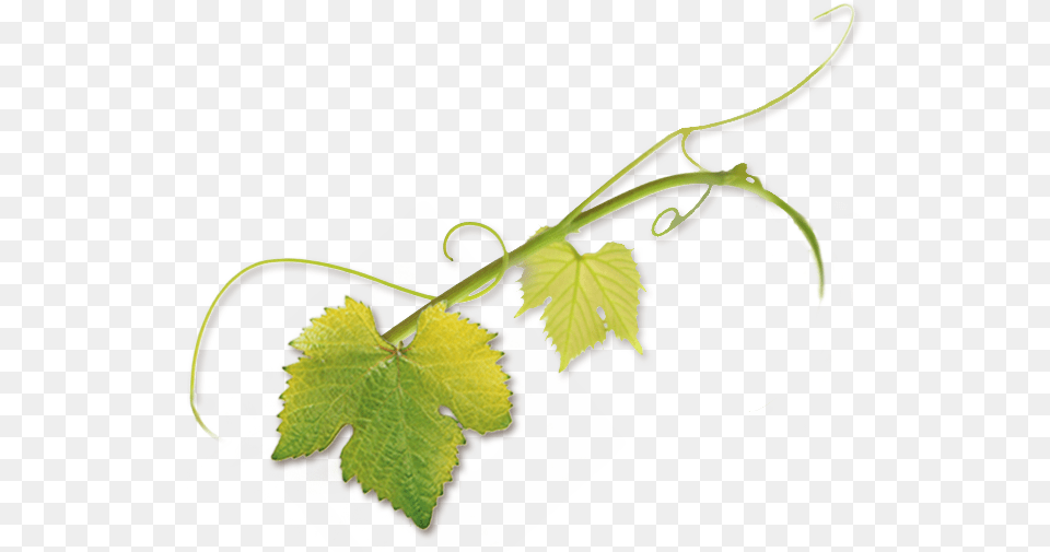 Grape Vine Tendril, Plant, Bow, Weapon Free Png Download