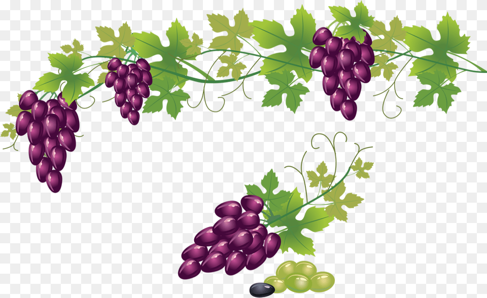 Grape Vine Transparent Background Download Transparent Background Grape Vine, Food, Fruit, Grapes, Plant Png