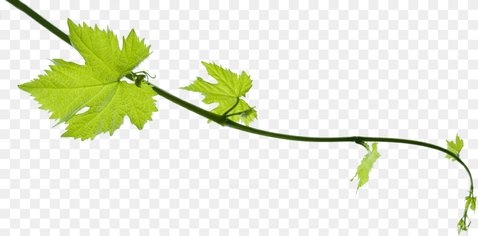 Grape Vine Grape Leaf, Green, Plant, Tree, Oak Free Transparent Png